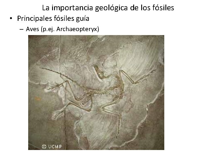 La importancia geológica de los fósiles • Principales fósiles guía – Aves (p. ej. La importancia geológica de los fósiles • Principales fósiles guía – Aves (p. ej.