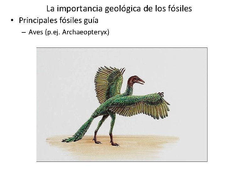 La importancia geológica de los fósiles • Principales fósiles guía – Aves (p. ej. La importancia geológica de los fósiles • Principales fósiles guía – Aves (p. ej.
