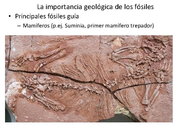 La importancia geológica de los fósiles • Principales fósiles guía – Mamíferos (p. ej. La importancia geológica de los fósiles • Principales fósiles guía – Mamíferos (p. ej.