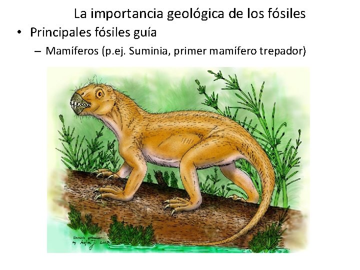 La importancia geológica de los fósiles • Principales fósiles guía – Mamíferos (p. ej. La importancia geológica de los fósiles • Principales fósiles guía – Mamíferos (p. ej.