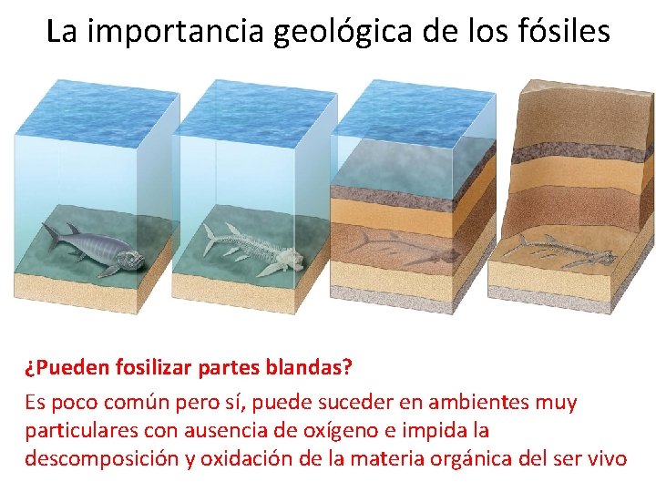 La importancia geológica de los fósiles ¿Pueden fosilizar partes blandas? Es poco común pero La importancia geológica de los fósiles ¿Pueden fosilizar partes blandas? Es poco común pero