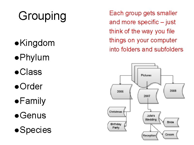 Grouping ●Kingdom ●Phylum ●Class ●Order ●Family ●Genus ●Species Each group gets smaller and more