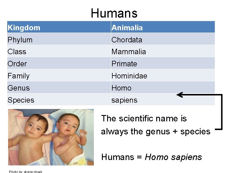 Humans Kingdom Animalia Phylum Chordata Class Mammalia Order Primate Family Hominidae Genus Homo Species
