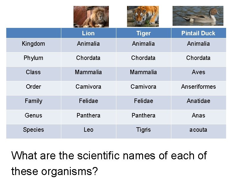 Lion Tiger Pintail Duck Kingdom Animalia Phylum Chordata Class Mammalia Aves Order Carnivora Anseriformes