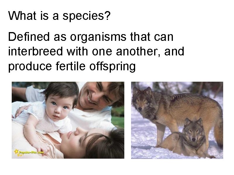 What is a species? Defined as organisms that can interbreed with one another, and