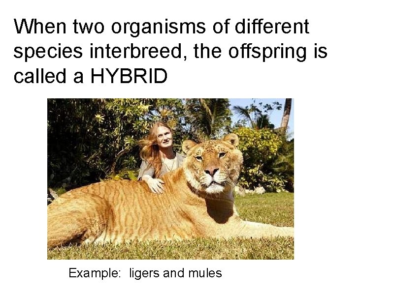 When two organisms of different species interbreed, the offspring is called a HYBRID Example:
