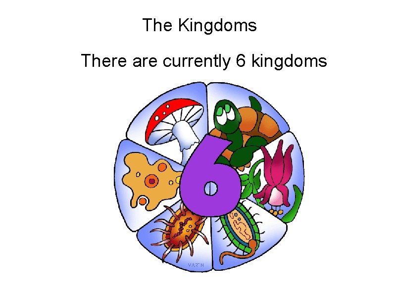 The Kingdoms There are currently 6 kingdoms 