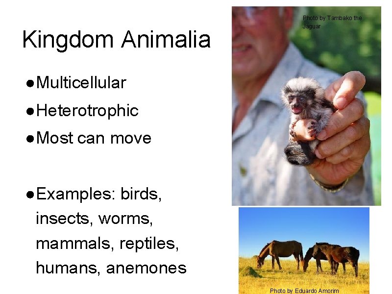 Kingdom Animalia Photo by Tambako the Jaguar ●Multicellular ●Heterotrophic ●Most can move ●Examples: birds,