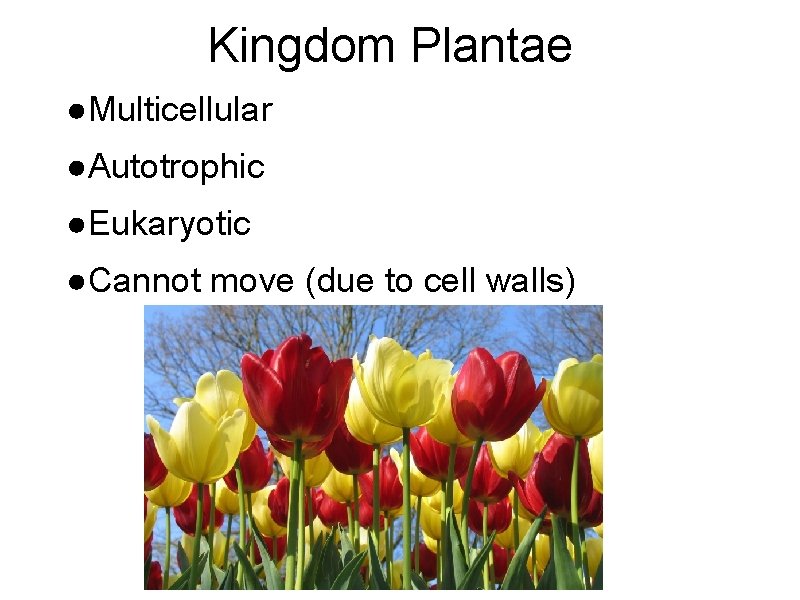 Kingdom Plantae ●Multicellular ●Autotrophic ●Eukaryotic ●Cannot move (due to cell walls) 