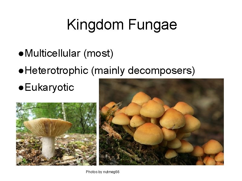 Kingdom Fungae ●Multicellular (most) ●Heterotrophic (mainly decomposers) ●Eukaryotic Photos by nutmeg 66 