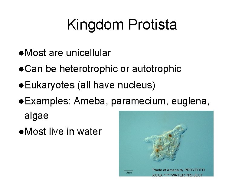 Kingdom Protista ●Most are unicellular ●Can be heterotrophic or autotrophic ●Eukaryotes (all have nucleus)