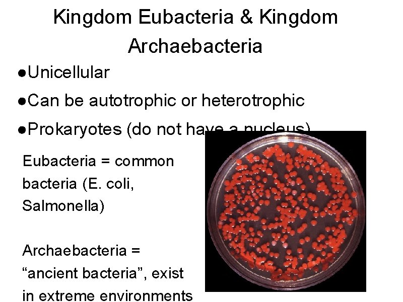 Kingdom Eubacteria & Kingdom Archaebacteria ●Unicellular ●Can be autotrophic or heterotrophic ●Prokaryotes (do not