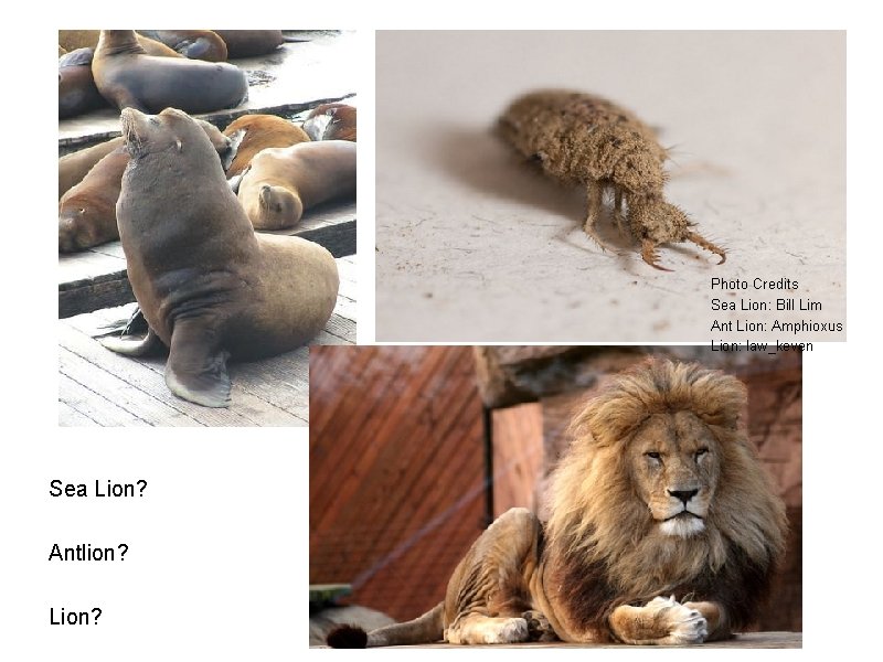 Photo Credits Sea Lion: Bill Lim Ant Lion: Amphioxus Lion: law_keven Sea Lion? Antlion?