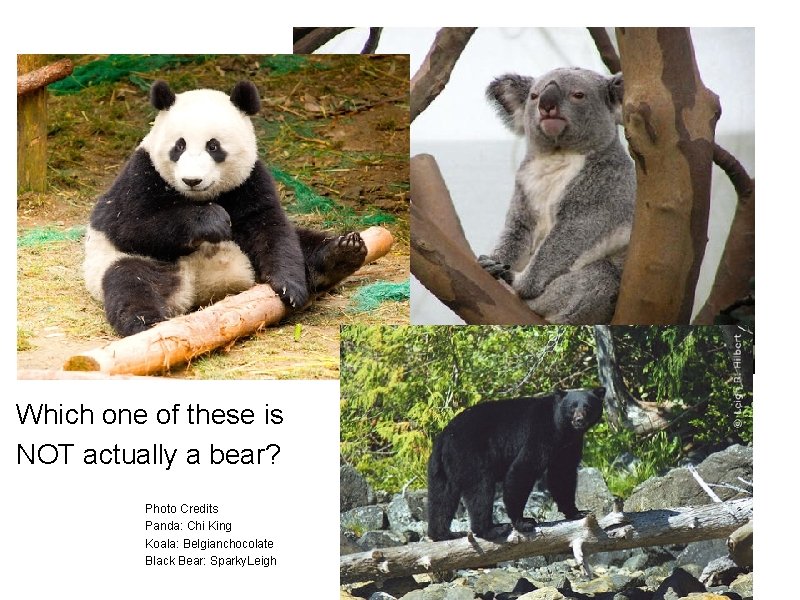 Which one of these is NOT actually a bear? Photo Credits Panda: Chi King