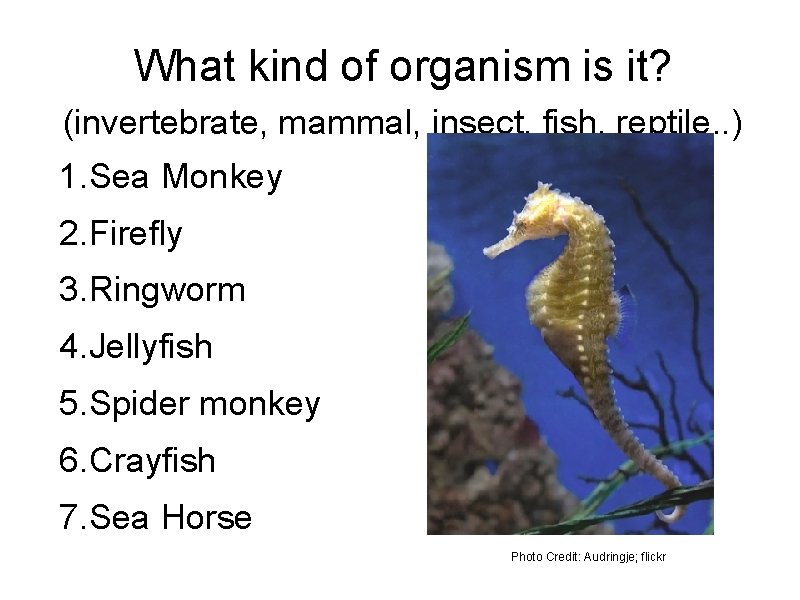 What kind of organism is it? (invertebrate, mammal, insect, fish, reptile. . ) 1.