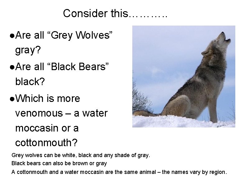 Consider this………. . ●Are all “Grey Wolves” gray? ●Are all “Black Bears” black? ●Which