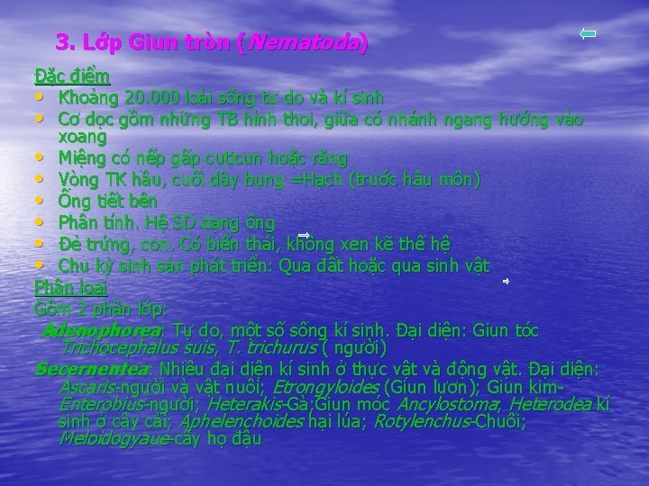 3. Lớp Giun tròn (Nematoda) Đặc điểm • Khoảng 20. 000 loài sống tự