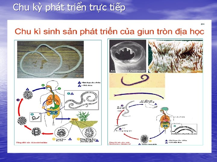 Chu kỳ phát triển trực tiếp 