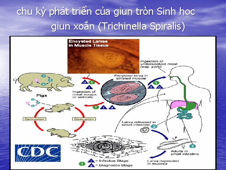 chu kỳ phát triển của giun tròn Sinh học giun xoắn (Trichinella Spiralis) 