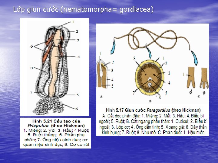 Lớp giun cước (nematomorpha= gordiacea) 