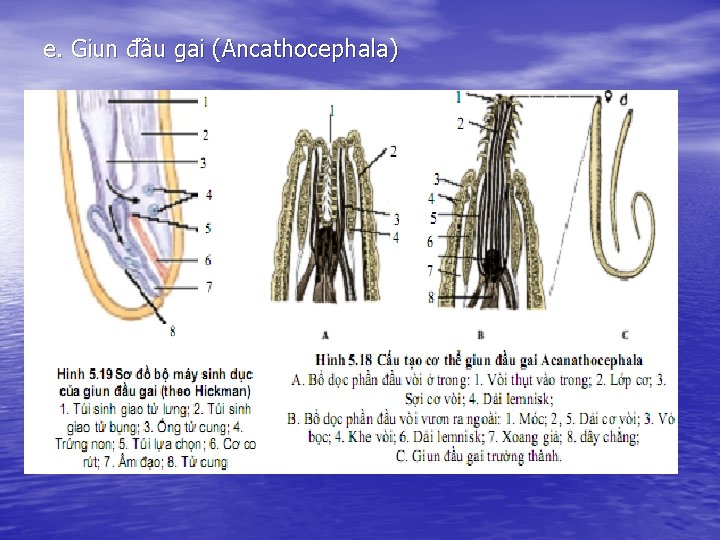 e. Giun đầu gai (Ancathocephala) 