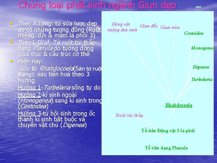 Chủng loại phát sinh ngành Giun dẹp • Theo A. Lang: từ sứa lược