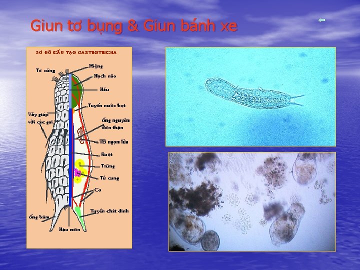 Giun tơ bụng & Giun bánh xe 