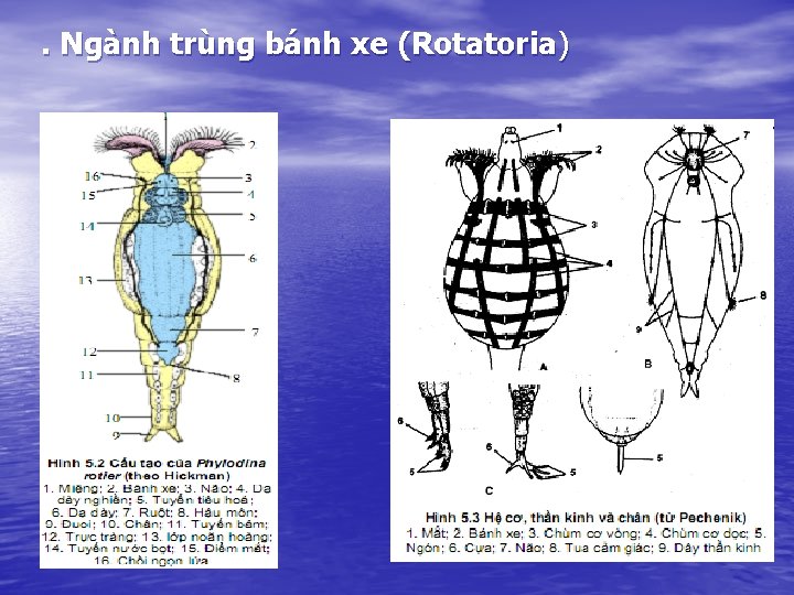 . Ngành trùng bánh xe (Rotatoria) 