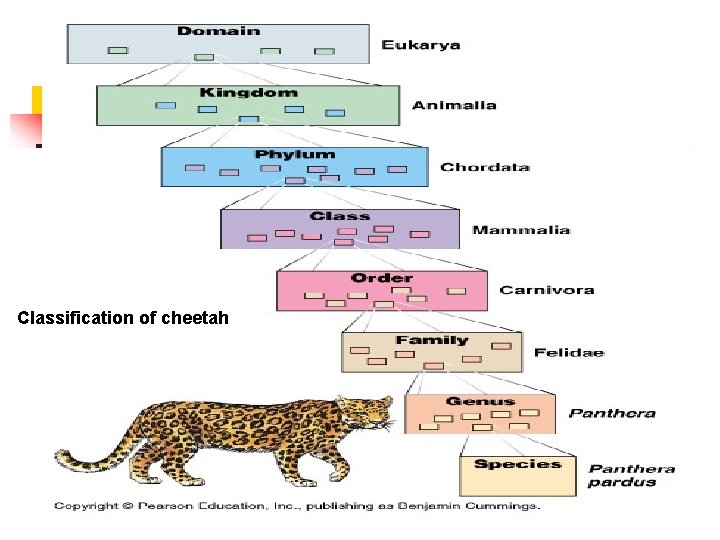 Classification of cheetah 