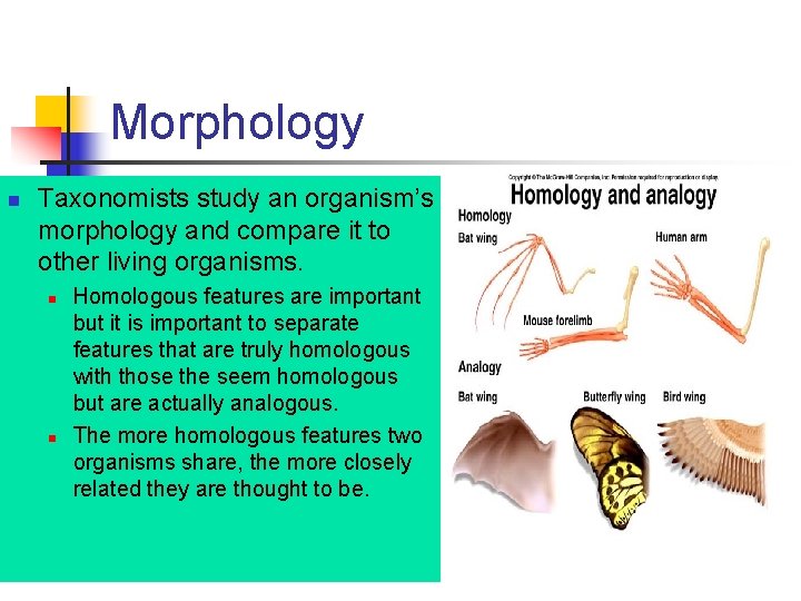 Morphology n Taxonomists study an organism’s morphology and compare it to other living organisms.