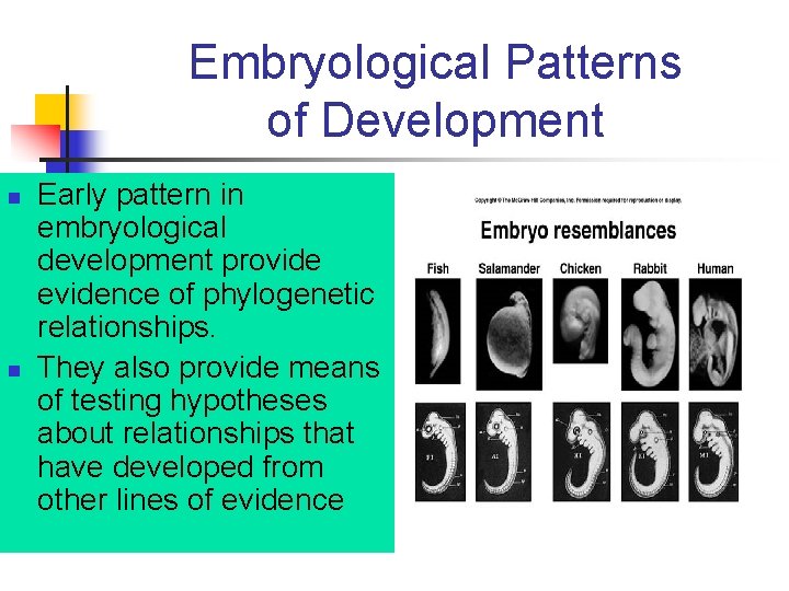 Embryological Patterns of Development n n Early pattern in embryological development provide evidence of