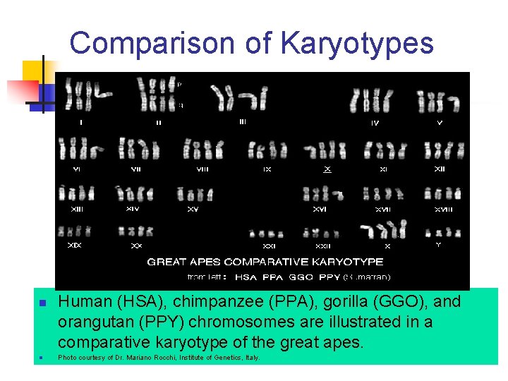 Comparison of Karyotypes n n Human (HSA), chimpanzee (PPA), gorilla (GGO), and orangutan (PPY)