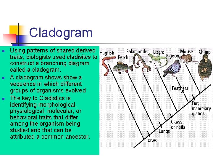 Cladogram n n n Using patterns of shared derived traits, biologists used cladisitcs to