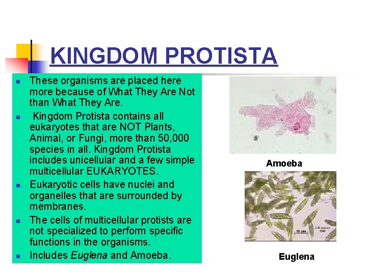 KINGDOM PROTISTA n n n These organisms are placed here more because of What