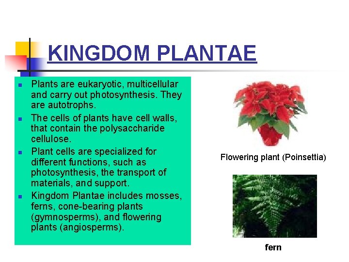 KINGDOM PLANTAE n n Plants are eukaryotic, multicellular and carry out photosynthesis. They are