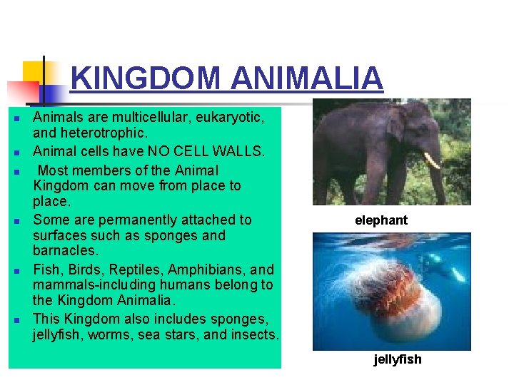 KINGDOM ANIMALIA n n n Animals are multicellular, eukaryotic, and heterotrophic. Animal cells have