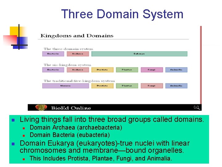 Three Domain System n Living things fall into three broad groups called domains. n