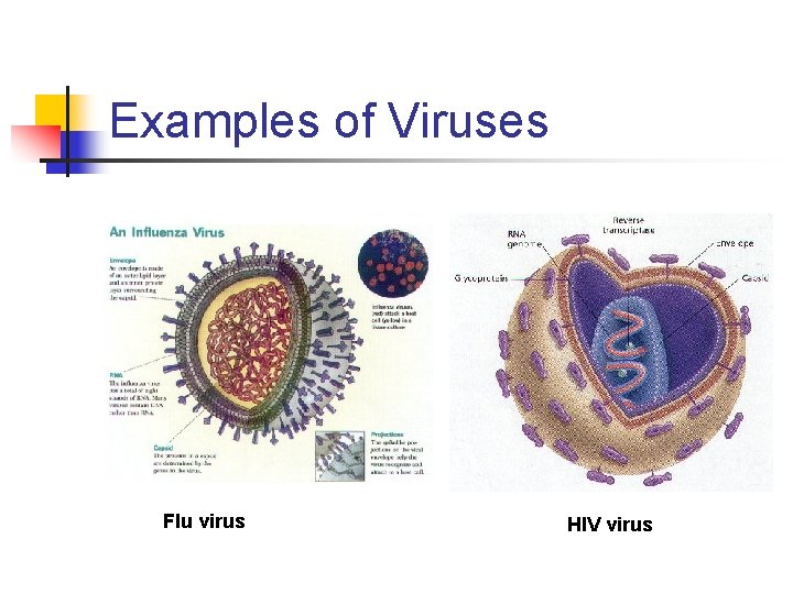 Examples of Viruses Flu virus HIV virus 