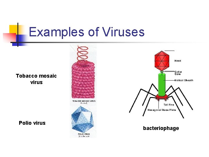 Examples of Viruses Tobacco mosaic virus Polio virus bacteriophage 