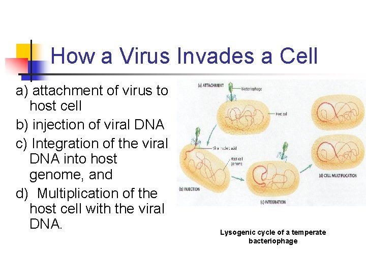 How a Virus Invades a Cell a) attachment of virus to host cell b)