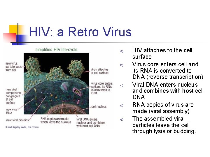 HIV: a Retro Virus a) b) c) d) e) HIV attaches to the cell