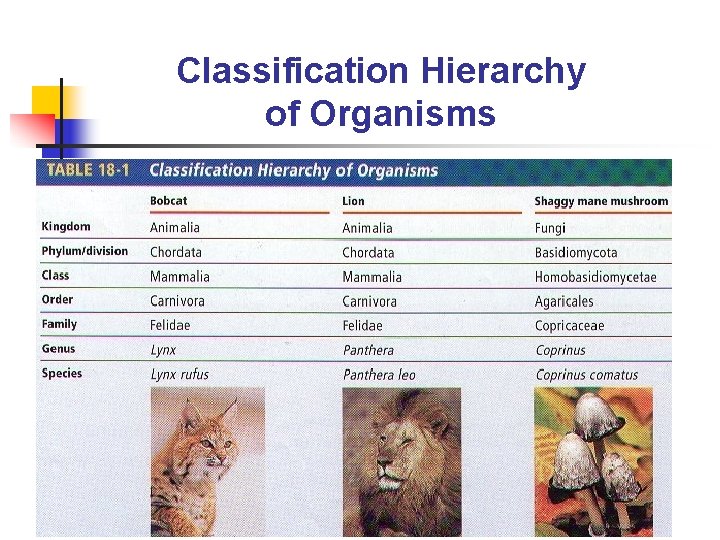 Classification Hierarchy of Organisms 