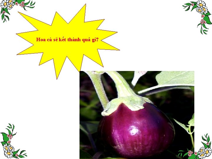 Hoa cà sẽ kết thành quả gì? 