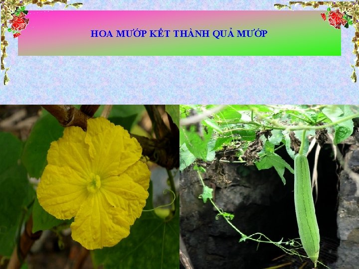 HOA MƯỚP KẾT THÀNH QUẢ MƯỚP 