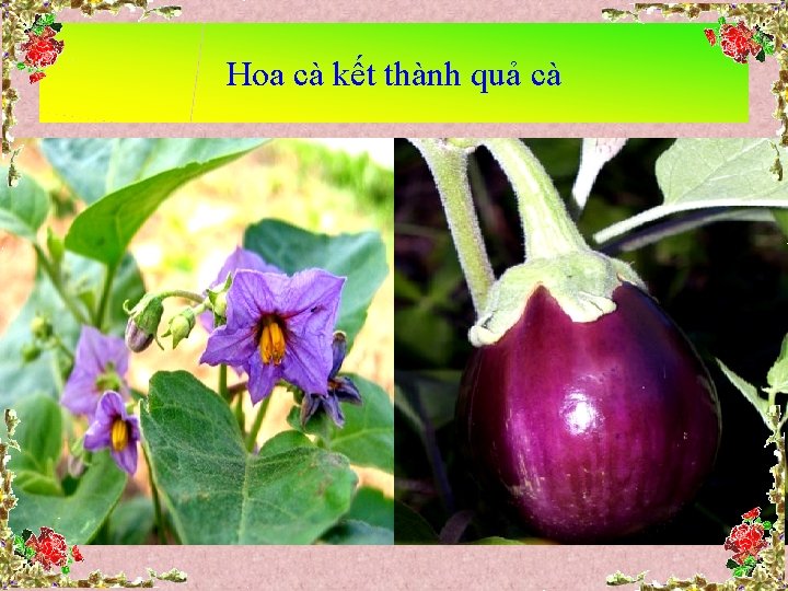 Hoa cà kết thành quả cà 