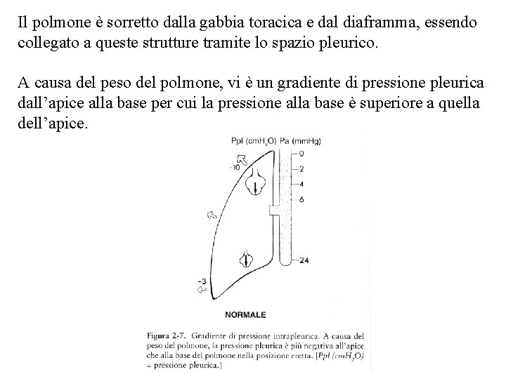 Il polmone è sorretto dalla gabbia toracica e dal diaframma, essendo collegato a queste