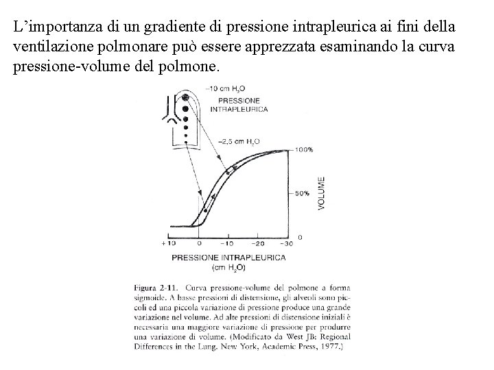 L’importanza di un gradiente di pressione intrapleurica ai fini della ventilazione polmonare può essere