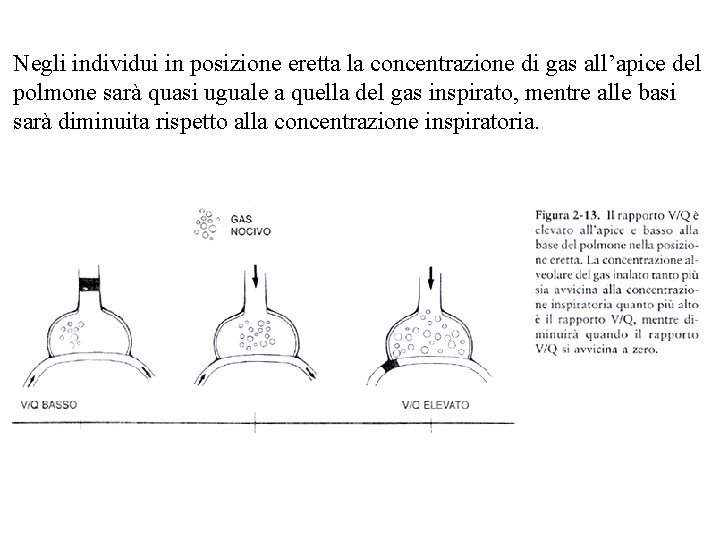 Negli individui in posizione eretta la concentrazione di gas all’apice del polmone sarà quasi