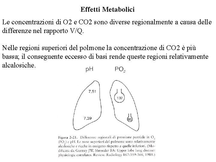 Effetti Metabolici Le concentrazioni di O 2 e CO 2 sono diverse regionalmente a