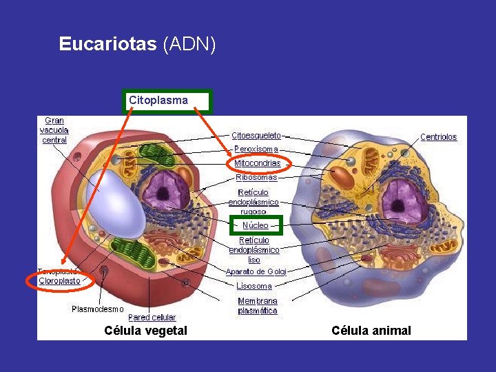 Eucariotas (ADN) Citoplasma Célula vegetal Célula animal 